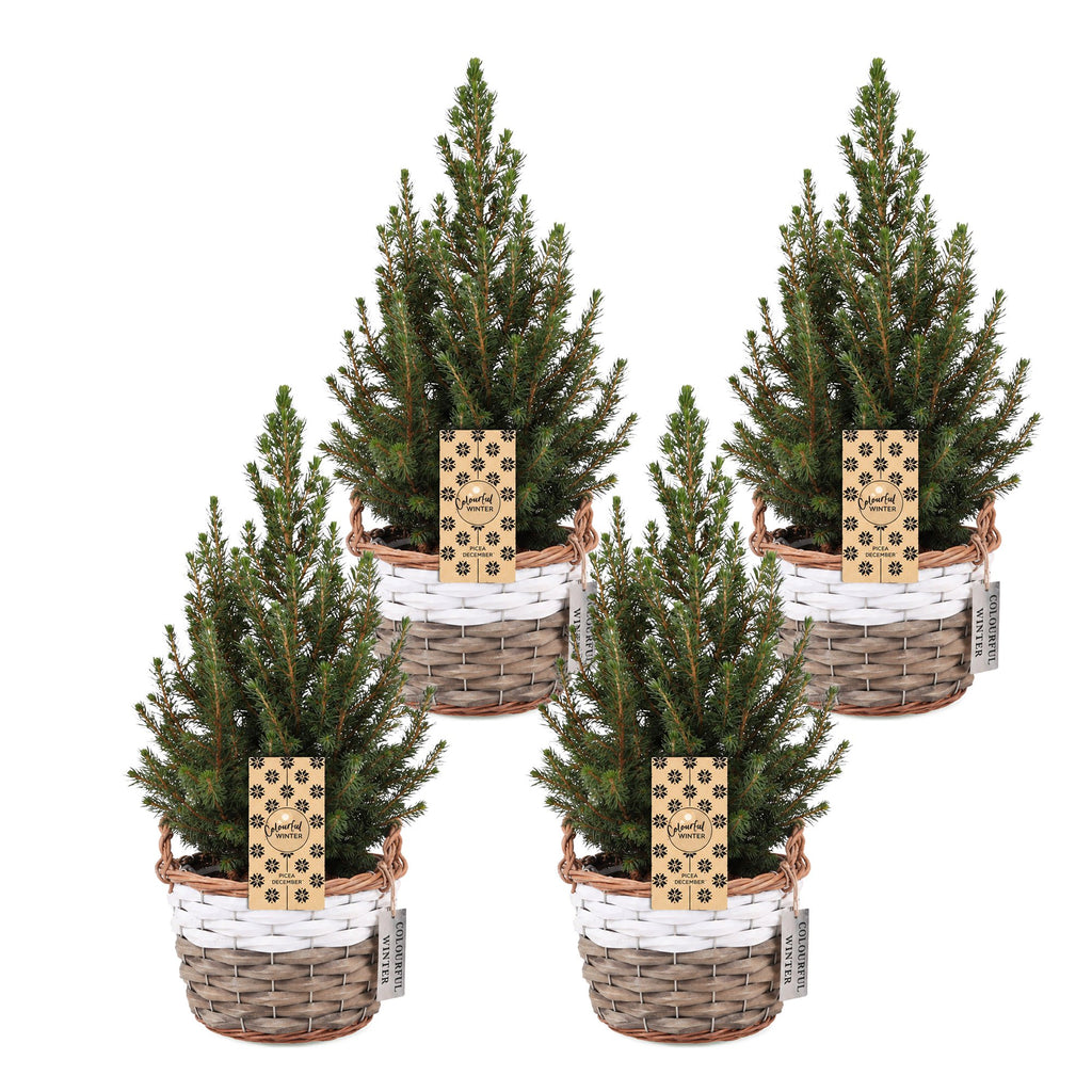 4× Picea glauca Conica (petit sapin de Noël) avec panier – Ø17 cm, 65 cm de haut