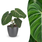 Philodendron gloriosum en pot décoratif gris – Ø12 cm, 25 cm de haut
