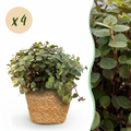 4× Callisia repens med kurv – Ø12 cm, 17–20 cm høj