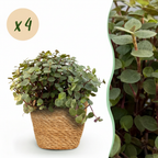 4× Callisia repens med kurv – Ø12 cm, 17–20 cm høj