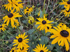 Rudbeckia fulgida 'Goldsturm' (Black-eyed Susan) – 6 plants, Ø9 cm, 10–25 cm tall