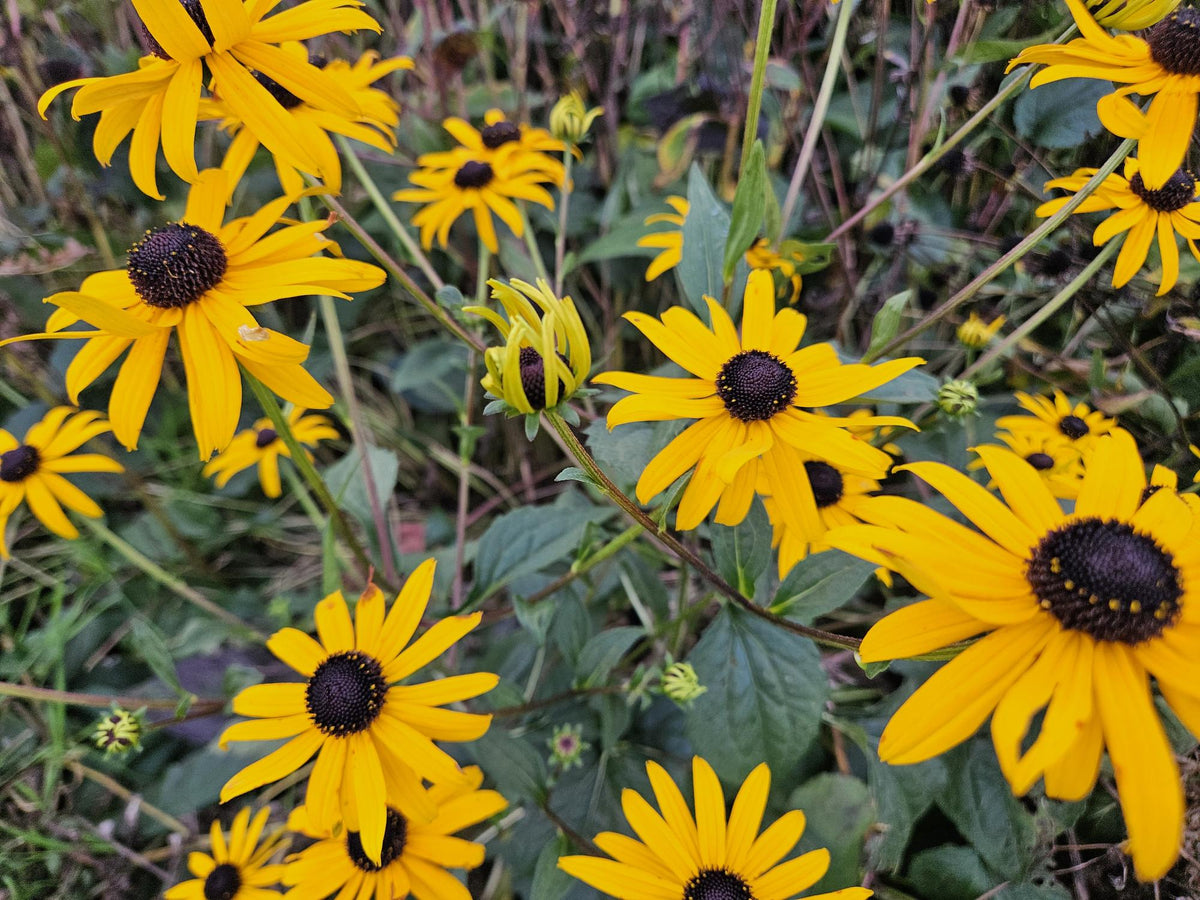 Rudbeckia fulgida 'Goldsturm' (Black-eyed Susan) – 6 plants, Ø9 cm, 10–25 cm tall – photo 6