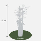 Trachelospermum 'Star Of Venice' (Tuscan jasmine) – Ø15 cm, 65 cm high