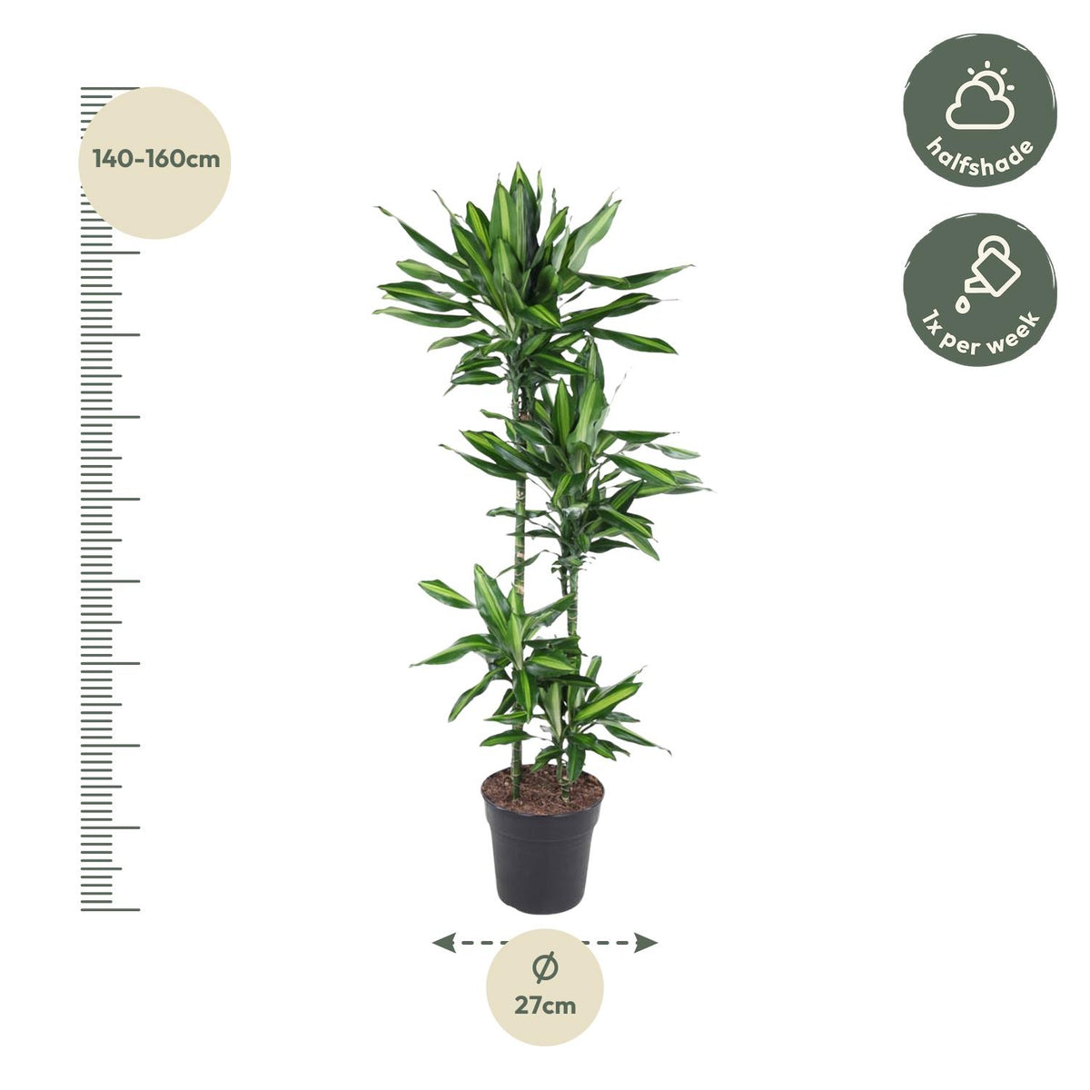 Dracaena Cintho (Drachenbaum) – Ø 27 cm, 150 cm hoch