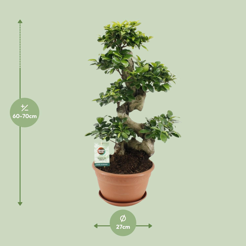 Ficus Ginseng – Ø27 cm, 70 cm hoog