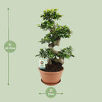 Ficus Ginseng – Ø27 cm, 70 cm hoog