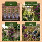 Clematis 'Viticella Polish Spirit' (Virgin's-bow-delft) – purple – 6 plants, Ø9 cm, 35 cm high