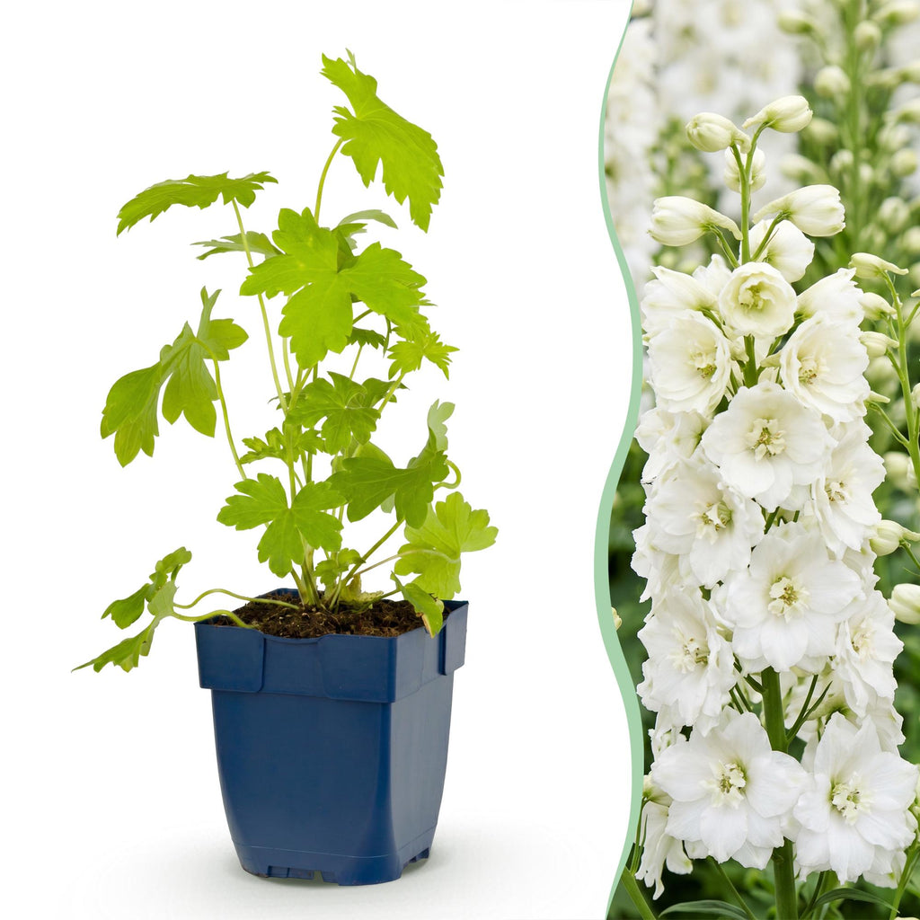 Delphinium 'Galahad' (Sch intentionssporn) – weiß – 24 Pflanzen, Ø11 cm, 15–25 cm hoch