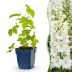 Delphinium 'Galahad' (Sch intentionssporn) – weiß – 24 Pflanzen, Ø11 cm, 15–25 cm hoch