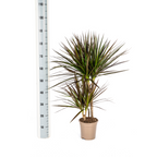 Dracaena marginata Magenta (arbre dragonnier) – Ø17 cm, 50–70 cm de haut
