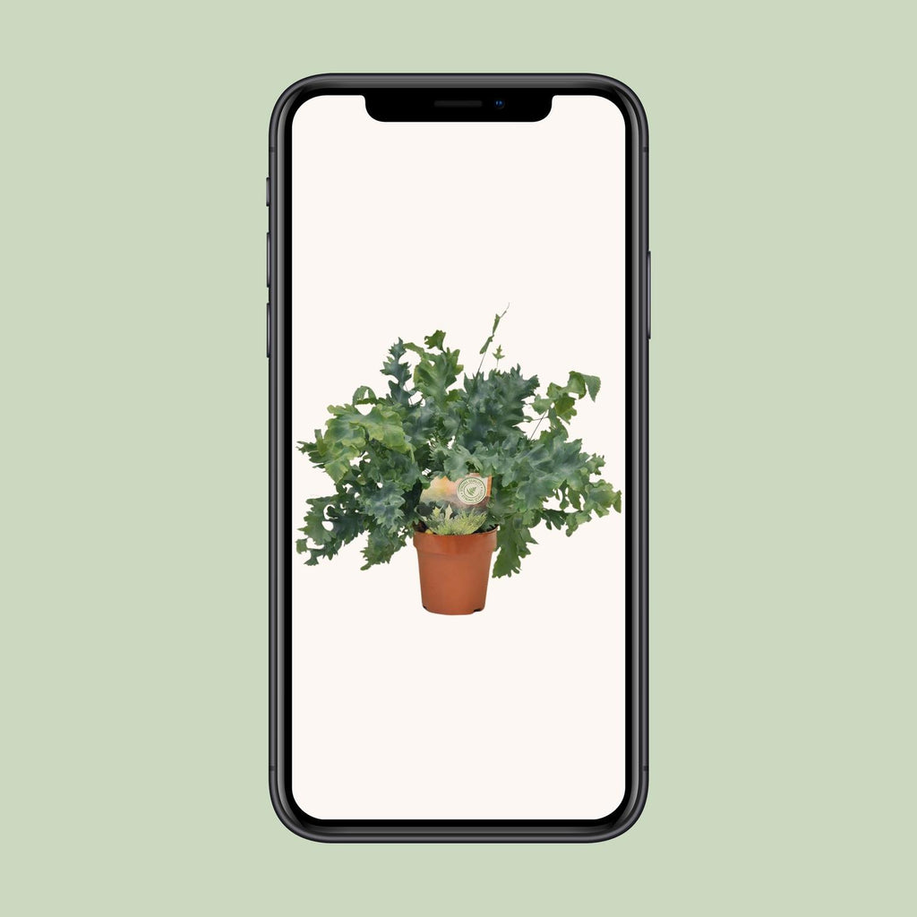 Phlebodium Davana (blåbregne) – Ø12 cm, 35 cm høj – art. 9921