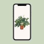 Phlebodium Davana (blåbregne) – Ø12 cm, 35 cm høj – art. 9921