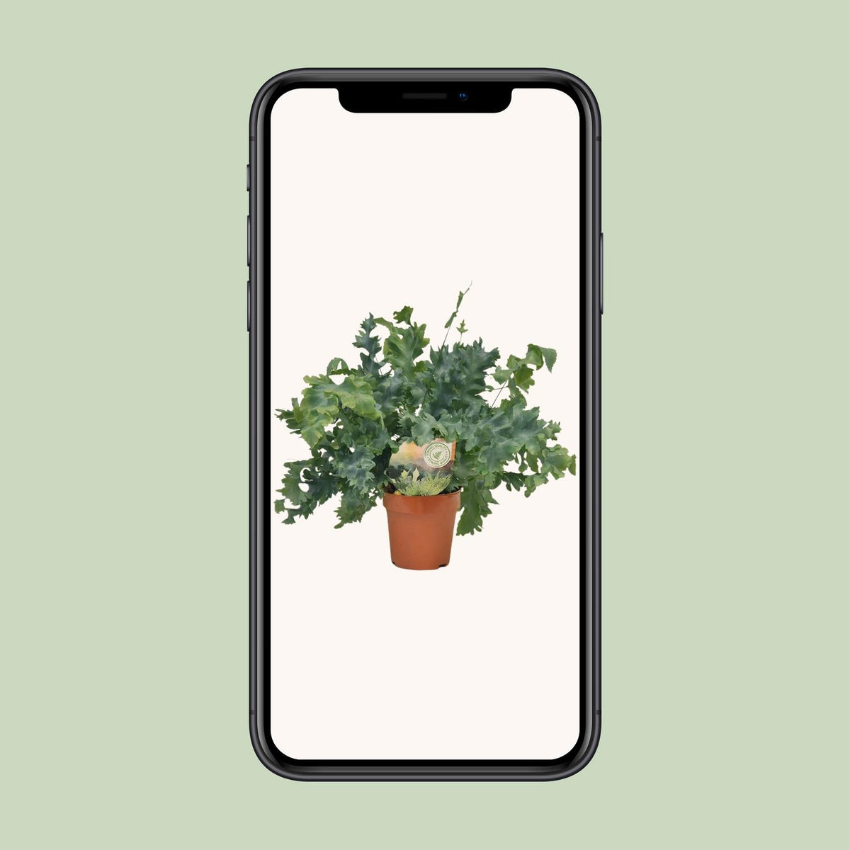 Phlebodium Davana (blåbregne) – Ø12 cm, 35 cm høj – art. 9921