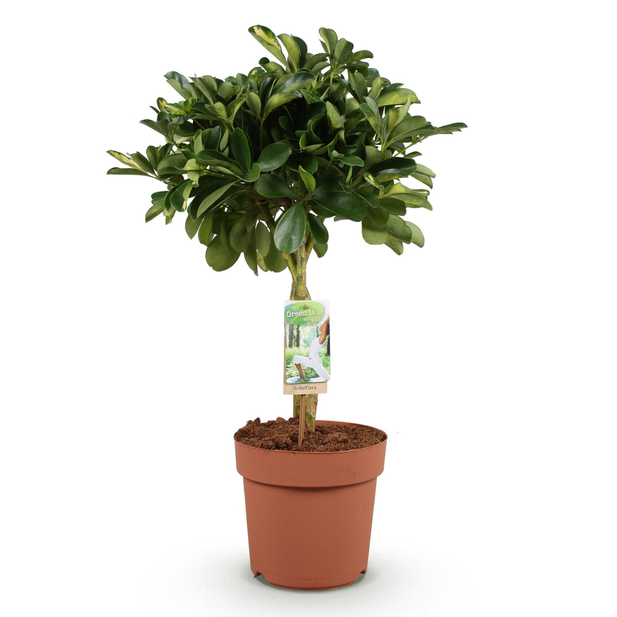 Schefflera Gold Capelle (vingersboom) – Ø21 cm, 70–81 cm hoog