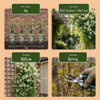 Fallopia aubertii (bruidssluierplant) – wit – 2 planten, Ø9 cm, 35 cm hoog