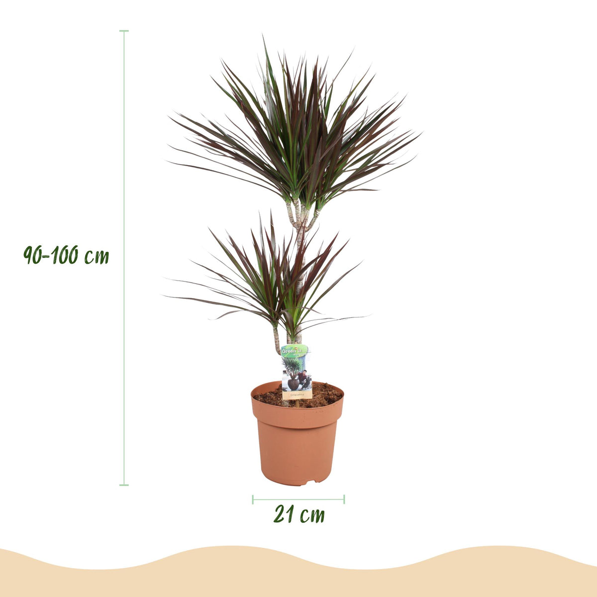 Dracaena Magenta (drakenboom) in Potter-sierpot grijs – Ø21 cm, 90–100 cm hoog