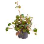 Peperomia Pepperspot – Ø6 cm, 10 cm de haut