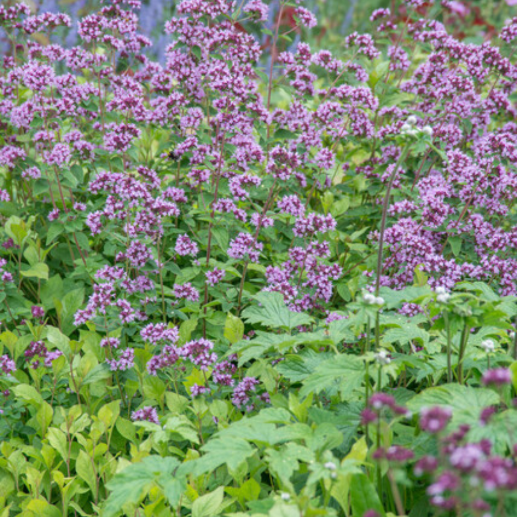 Origanum laevigatum 'Herrenhausen' (origan) – 60 plants, Ø9 cm, 10–25 cm de haut – photo 7