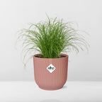 Cyperus alternifolius Zumula i ELHO Vibes Fold 14 cm pink (cyperusgræs) – 28 cm høj