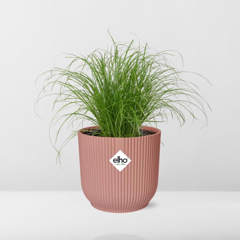 Cyperus alternifolius Zumula i ELHO Vibes Fold 14 cm pink (cyperusgræs) – 28 cm høj – billede 6