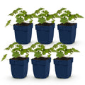 Géranium 'Rozanne' (géranium vivace) – bleu – 6 plantes, Ø11 cm, 15–25 cm de haut