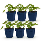 Géranium 'Rozanne' (géranium vivace) – bleu – 6 plantes, Ø11 cm, 15–25 cm de haut