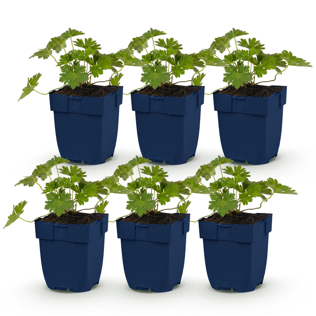 Géranium 'Rozanne' (géranium vivace) – bleu – 6 plantes, Ø11 cm, 15–25 cm de haut
