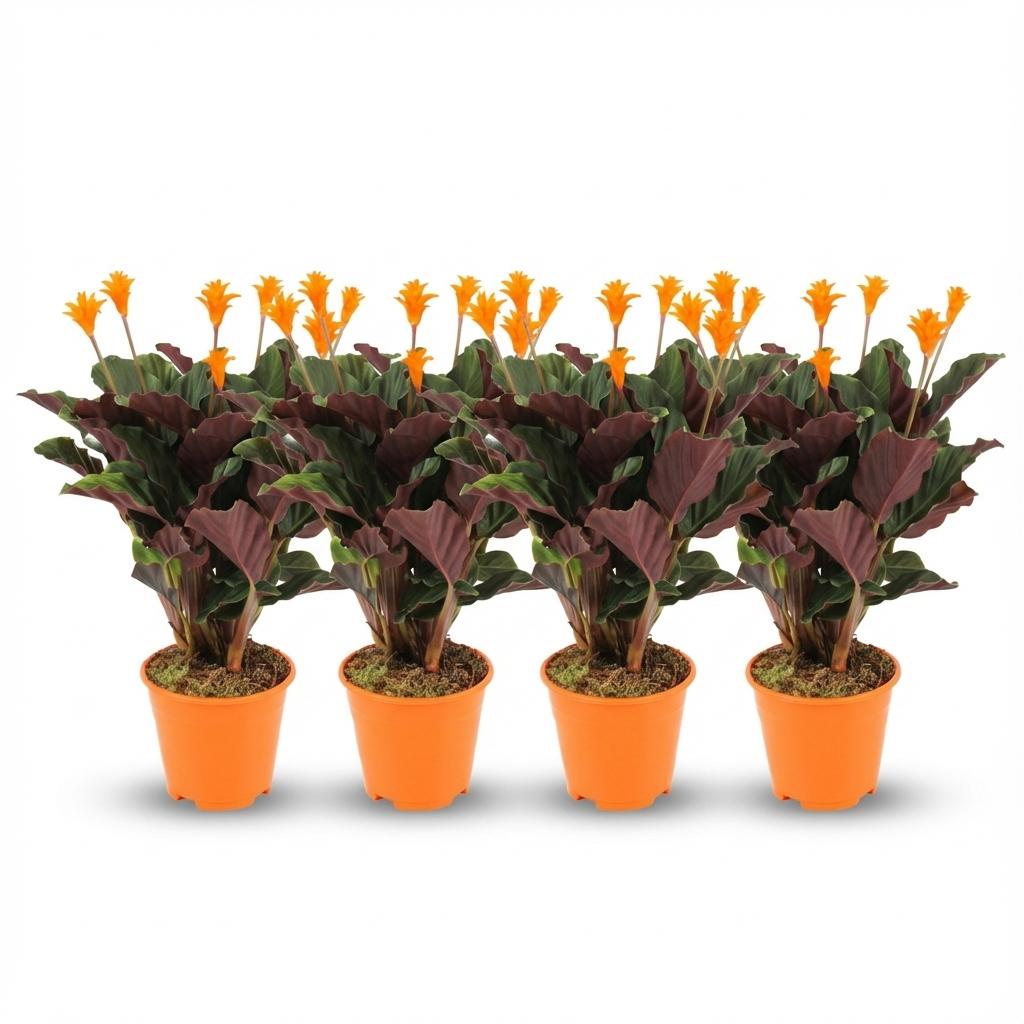 4× Calathea Crocata – Ø14 cm, 40–45 cm hoog