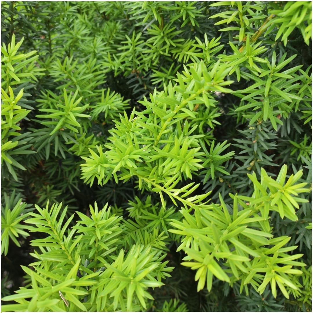 Taxus media 'Farmen' – 6 plants, 250 cm high – photo 3