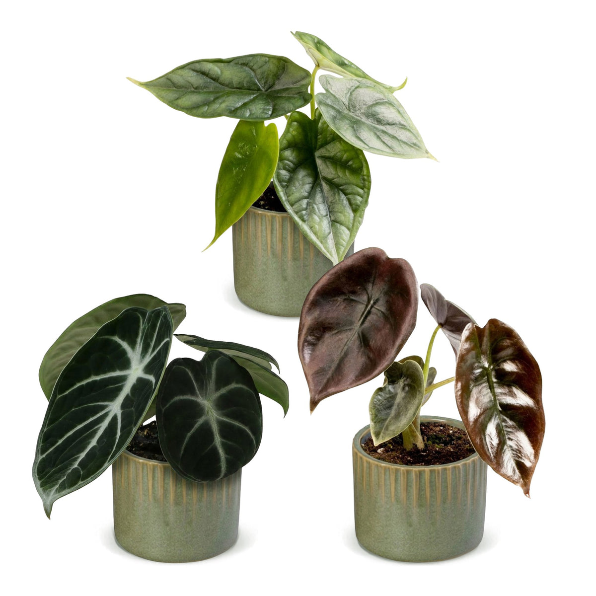 3× Baby Alocasia Tricolour (oreille d’éléphant) incl. Linnea Olive – Ø6 cm, 12 cm de haut – photo 2