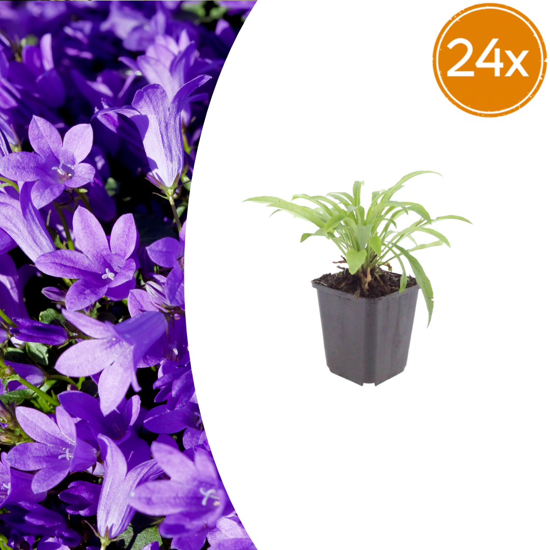 Campanula pers. 'Coerulea' (klokjesbloem) – 24 planten, Ø9 cm, 10–25 cm hoog
