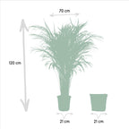 Areca (Dypsis) met mand – Ø21 cm