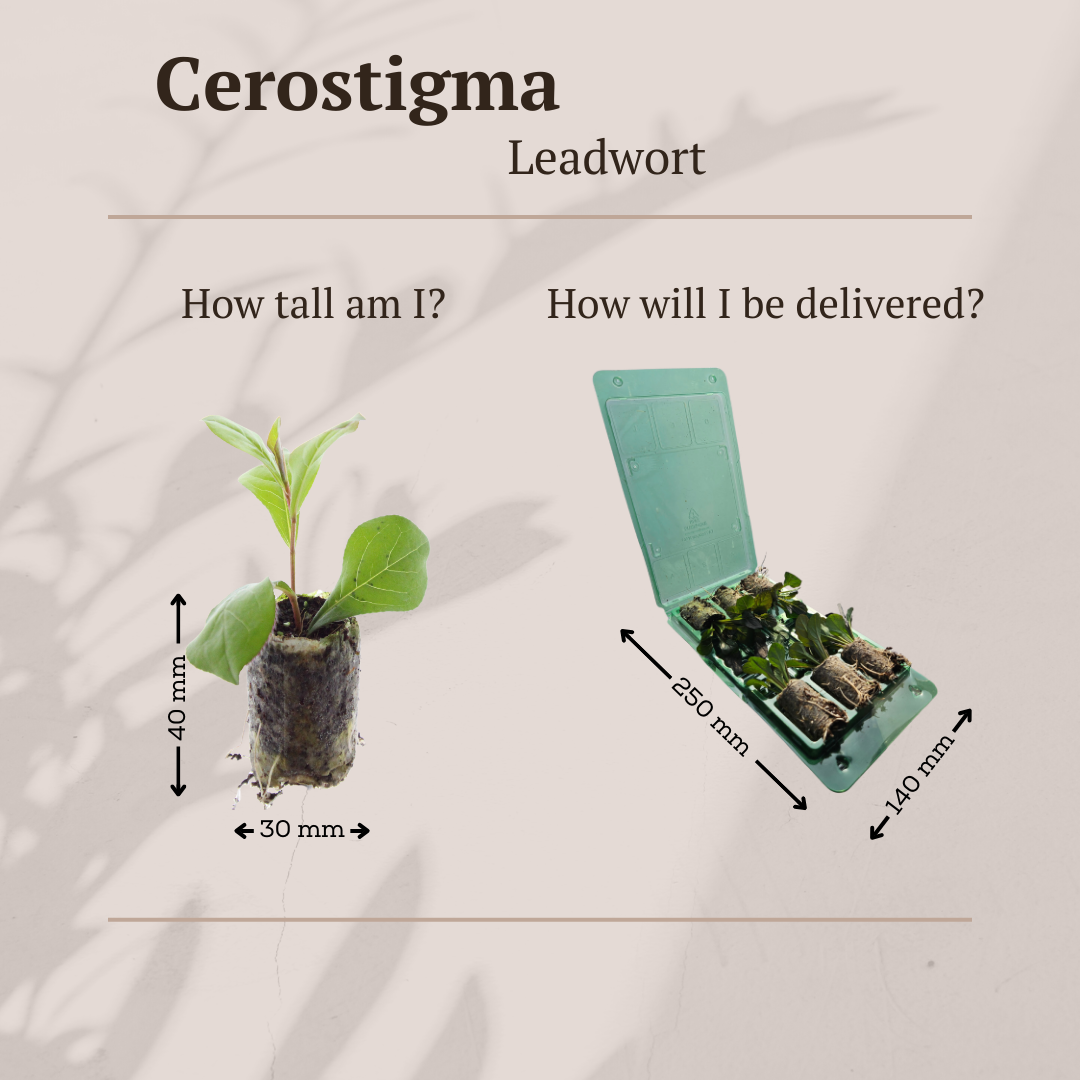 Ceratostigma (loodkruid)