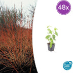 Cornus sanguineum 'Midwinter Fire' (Kornelkirsche) – 48 Pflanzen, Ø9 cm, 10–25 cm hoch