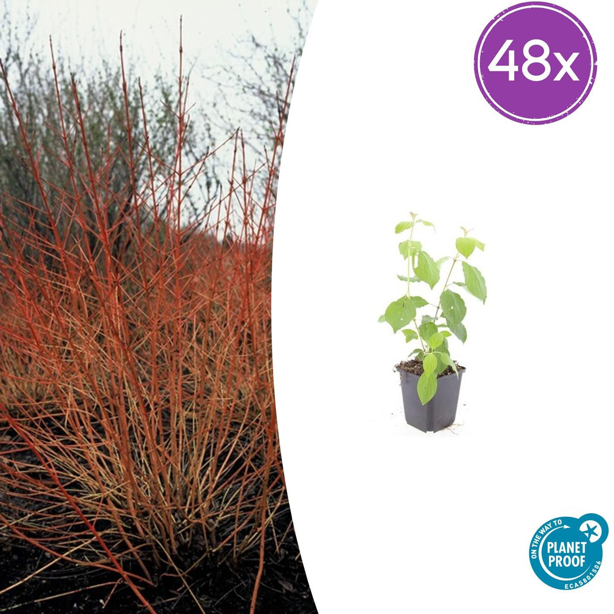 Cornus sanguineum 'Midwinter Fire' (Kornelkirsche) – 48 Pflanzen, Ø9 cm, 10–25 cm hoch – Bild 2