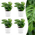 4× Monstera adansonii (mini-monstera) i hvid Potter-pyntepotte – Ø12 cm, 25 cm høj
