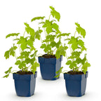 Delphinium 'Galahad' (pied-d'éléphant) – blanc – 3 plants, Ø11 cm, 15–25 cm de haut