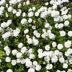 Iberis semp. 'Schneeflocke' (Schleierkraut) – 12 Pflanzen, Ø9 cm, 10–25 cm hoch