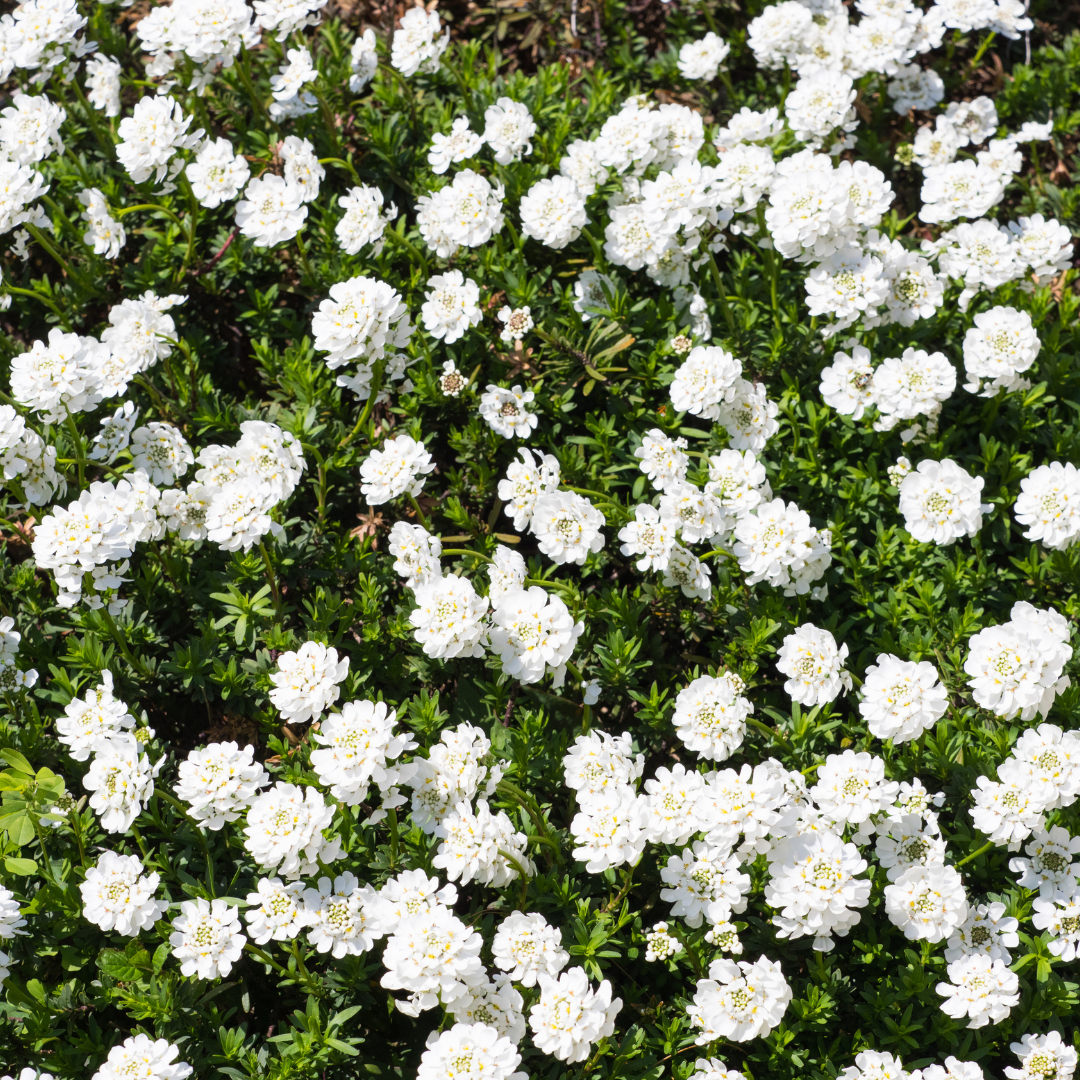 Iberis semp. 'Schneeflocke' (Schleierkraut) – 12 Pflanzen, Ø9 cm, 10–25 cm hoch – Bild 8
