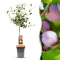 Prunus domestica 'Opal' (plommonträd) – Ø21 cm, 90 cm högt
