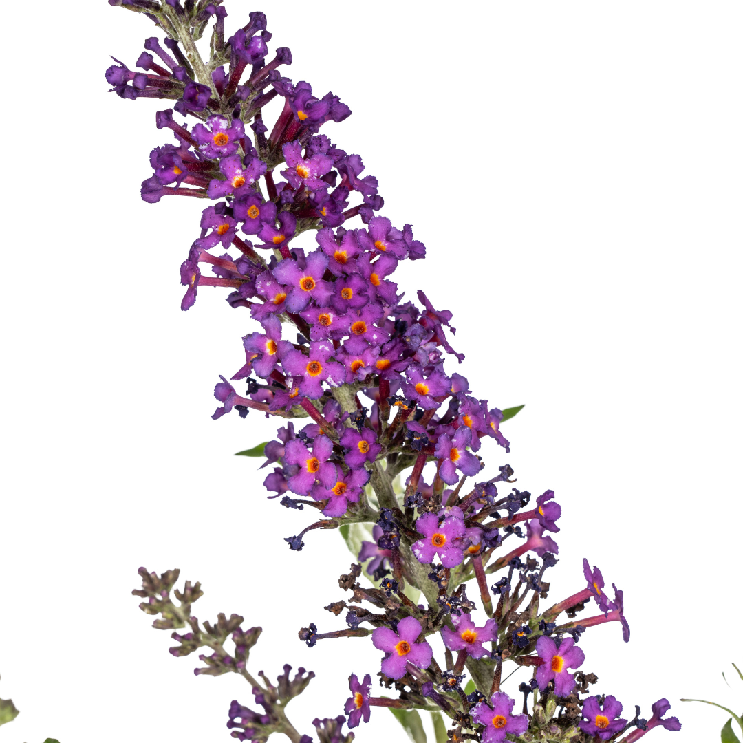Buddleja davidii 'Purple' (vlinderstruik) – Ø19 cm, 40–50 cm hoog