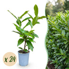 Prunus laurocerasus 'Novita' (cherry laurel) – 24 plants, Ø9 cm, 25–35 cm high