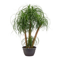 Beaucarnea mit mehreren Stämmen (Elefantenfuß) – Ø 45 cm, 130 cm hoch