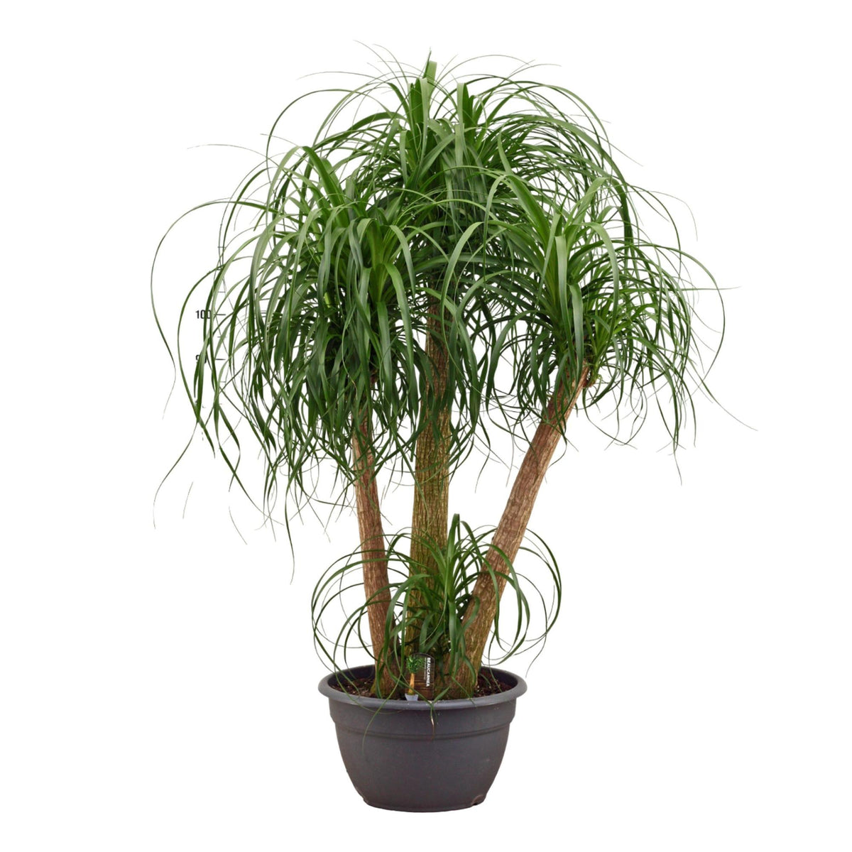Beaucarnea multi stam (olifantspoot) – Ø45 cm, 130 cm hoog