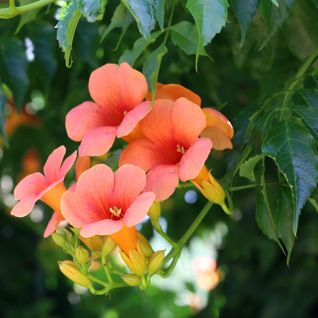 Campsis radicans 'Madame Galen' (trompetenförmige Kletterpflanze) – orange – 2 Pflanzen, Ø 11 cm, 40 cm hoch – Bild 4