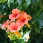 Campsis radicans 'Madame Galen' (trompetenförmige Kletterpflanze) – orange – 2 Pflanzen, Ø 11 cm, 40 cm hoch