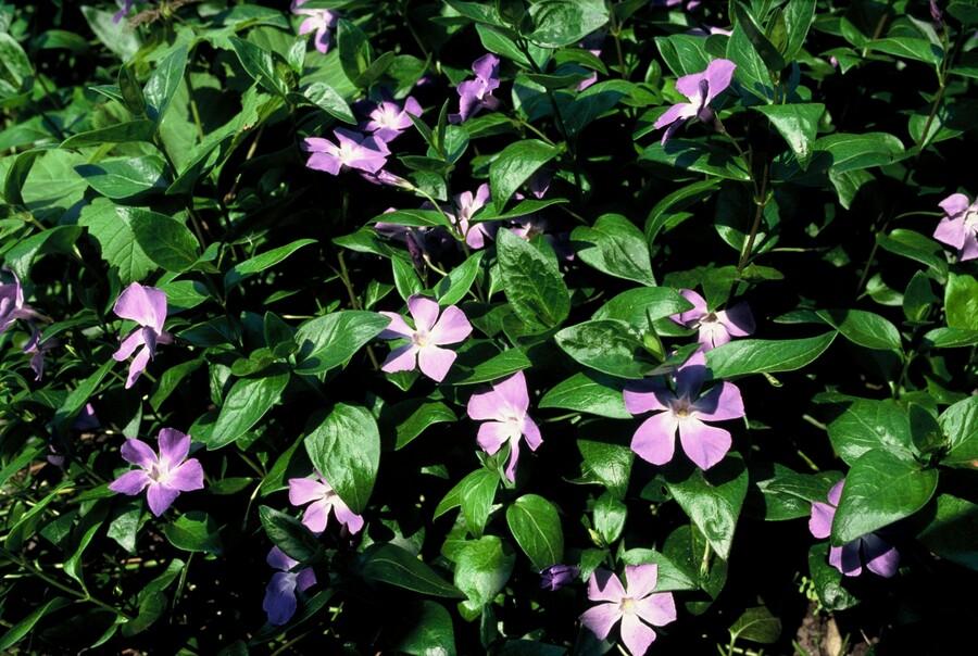Vinca major (Gewöhnlicher Efeutute) – 48 Pflanzen, Ø9 cm, 10–25 cm hoch – Bild 6