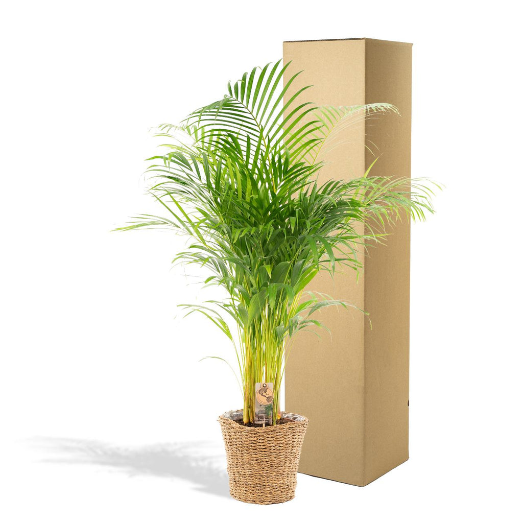 Areca (Dypsis) met mand – Ø21 cm
