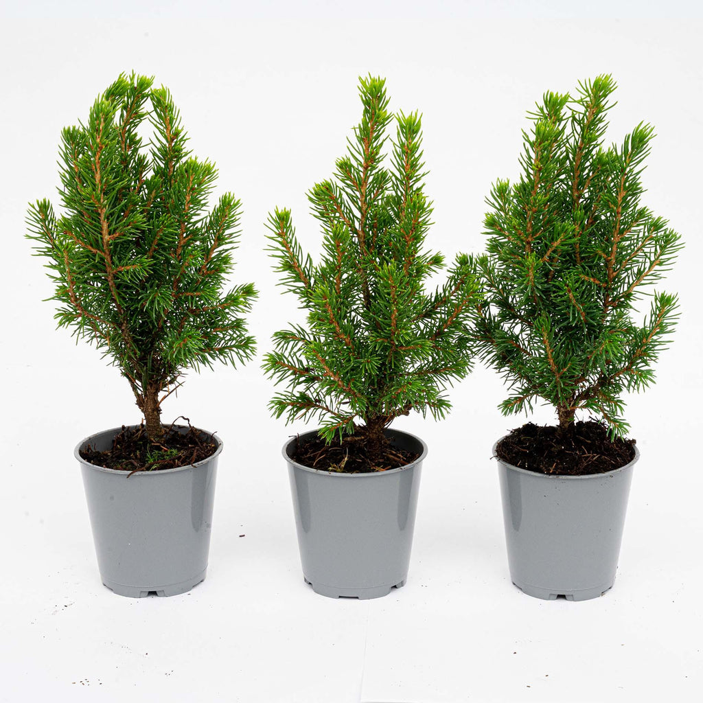 Picea glauca 'Perfecta' (petit sapin de Noël) – 3 plants, Ø6 cm, 15–20 cm de haut