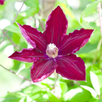 Clematis 'Rouge Cardinal' (clematis) – 6 plants
